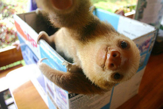 Illustration for article titled If nobody owns these cool animal selfies, we should give them the money
